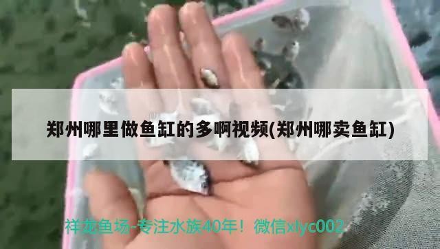鄭州哪里做魚缸的多啊視頻(鄭州哪賣魚缸)