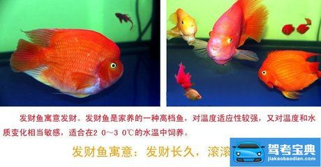 觀賞魚 虎鯊：虎頭鯊的飼養方法