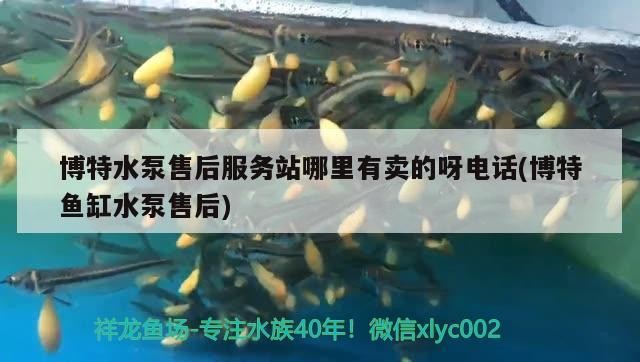 博特水泵售后服務站哪里有賣的呀電話(博特魚缸水泵售后)