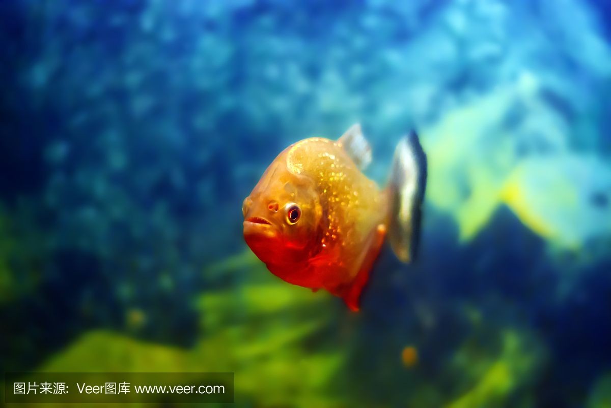 虎魚背景用什么顏色：虎魚背景用什么顏色好 虎魚背景用什么顏色：虎魚背景用什么顏色好 虎魚百科 第1張