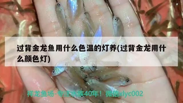 過背金龍魚用什么色溫的燈養(yǎng)(過背金龍用什么顏色燈) 過背金龍魚用什么色溫的燈養(yǎng)(過背金龍用什么顏色燈) 金龍魚百科
