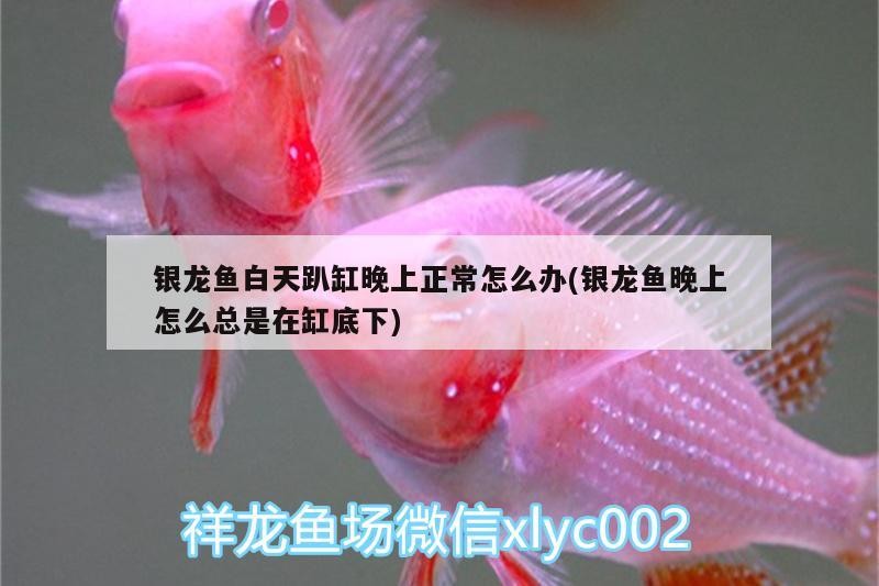 銀龍魚白天趴缸晚上正常怎么辦(銀龍魚晚上怎么總是在缸底下)