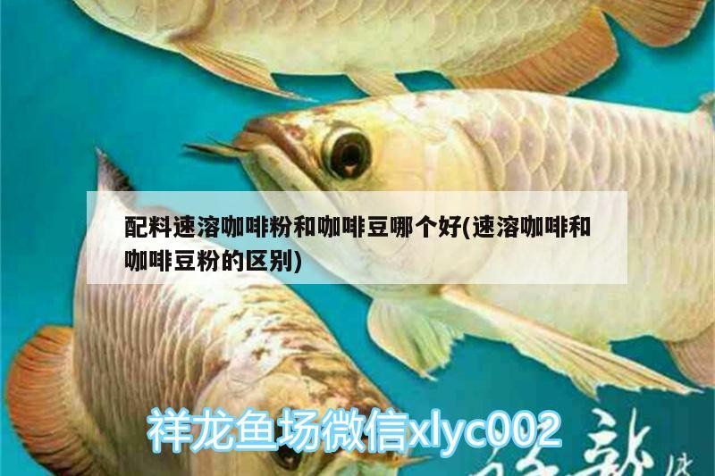 配料速溶咖啡粉和咖啡豆哪個好(速溶咖啡和咖啡豆粉的區別)