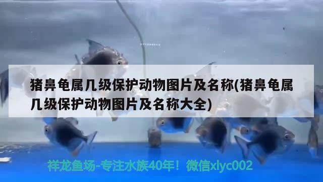 魚缸用增氧泵價格是多少:魚缸增氧機-xtrac增氧機-xtrac增氧機 豬鼻龜屬幾級保護動物圖片及名稱(豬鼻龜屬幾級保護動物圖片及名稱大全) 豬鼻龜百科 豬鼻龜屬幾級保護動物圖片及名稱(豬鼻龜屬幾級保護動物圖片及名稱大全) 豬鼻龜屬幾級保護動物圖片及名稱(豬鼻龜屬幾級保護動物圖片及名稱大全) 豬鼻龜百科