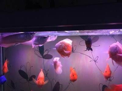 邯鄲龍魚vs祥龍魚場（邯鄲龍魚與祥龍魚場之間的區別）