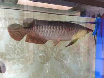 邯鄲龍魚vs祥龍魚場（邯鄲龍魚與祥龍魚場之間的區別）