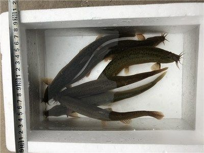 龍魚吃活泥鰍可以么：龍魚吃活泥鰍可以么，龍魚吃活泥鰍么 龍魚吃活泥鰍可以么：龍魚吃活泥鰍可以么，龍魚吃活泥鰍么 龍魚百科 第4張
