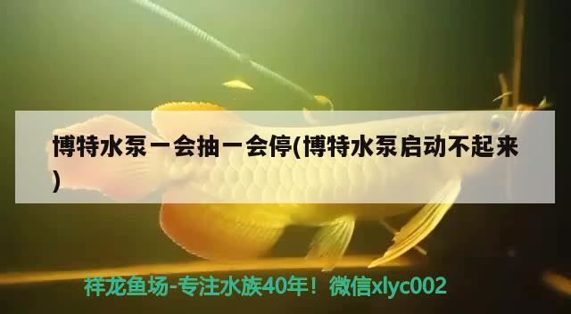 博特水泵一會抽一會停(博特水泵啟動不起來)