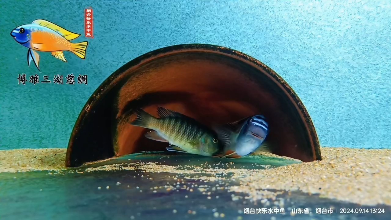 欽揚夸奇小丑含卵了！！！