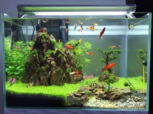 成都可麗愛魚缸怎么樣（成都可麗愛魚缸官網）