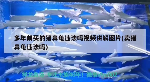 多年前買的豬鼻龜違法嗎視頻講解圖片(賣豬鼻龜違法嗎)