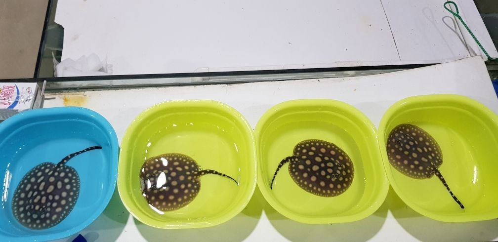 錦江區小小雅寵物用品店 全國水族館企業名錄 第1張 錦江區小小雅寵物用品店 錦江區小小雅寵物用品店 全國水族館企業名錄 第1張