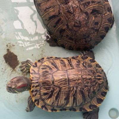 豬鼻龜長(zhǎng)得快不快：豬鼻龜長(zhǎng)得快嗎