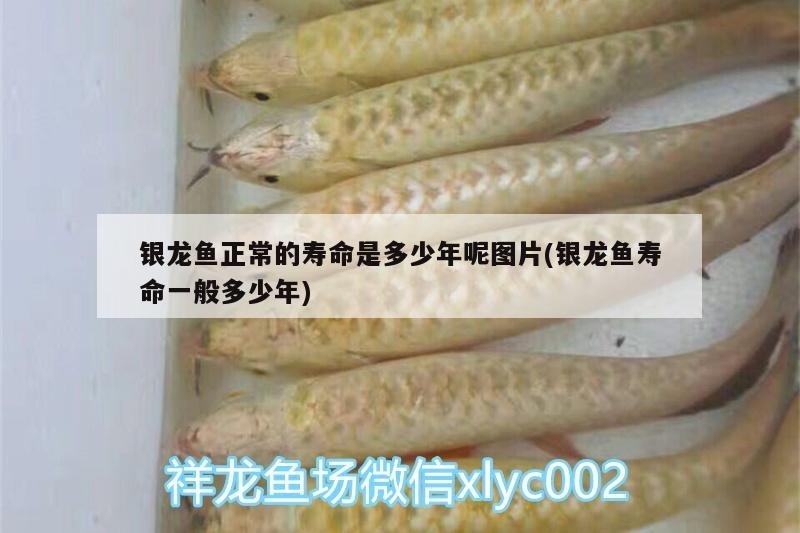 銀龍魚正常的壽命是多少年呢圖片(銀龍魚壽命一般多少年) 銀龍魚正常的壽命是多少年呢圖片(銀龍魚壽命一般多少年) 銀龍魚百科