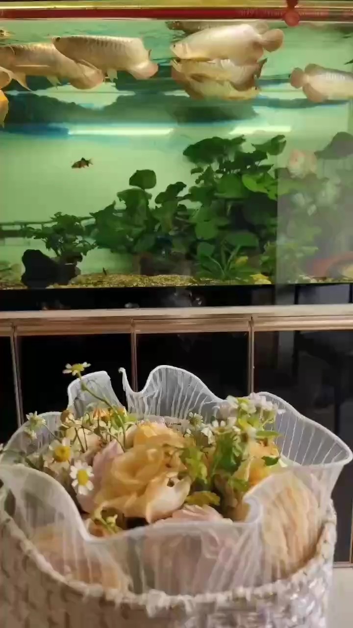 龍魚干蝦有營養嗎 中秋前來一波 龍魚論壇 中秋前來一波 中秋前來一波 龍魚論壇