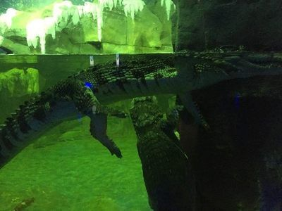 石家莊水族館vs祥龍魚場（石家莊水族館與祥龍魚場各有其特色和側重點）