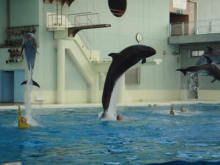 雙鴨山水族館vs祥龍魚場（雙鴨山水族館與祥龍魚場的主要區(qū)別）