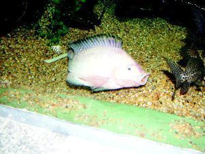 雙鴨山水族館vs祥龍魚場（雙鴨山水族館與祥龍魚場的主要區(qū)別）