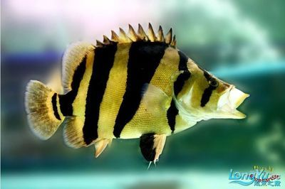 印尼虎和泰國虎哪個比較貴：印尼虎和泰國虎哪個貴