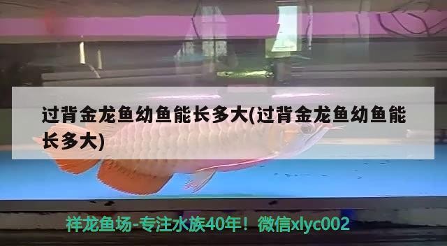 過背金龍魚幼魚能長多大(過背金龍魚幼魚能長多大) 過背金龍魚幼魚能長多大(過背金龍魚幼魚能長多大) 金龍魚百科