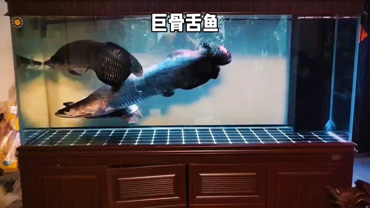 大型巨骨舌魚 現(xiàn)場太震撼了