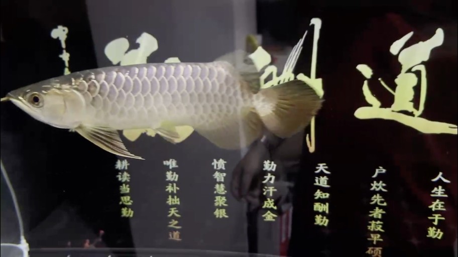 好口福
