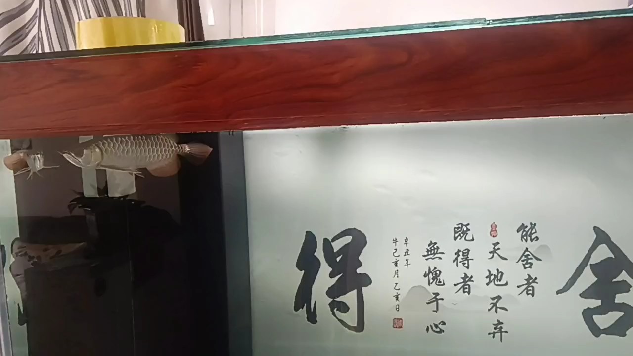 《七彩龍魚》小說是否完結？（《七彩龍魚》完結狀態感興趣，《七彩龍魚》在哪個平臺發布） 《七彩龍魚》小說是否完結？（《七彩龍魚》完結狀態感興趣，《七彩龍魚》在哪個平臺發布） 龍魚百科 第2張
