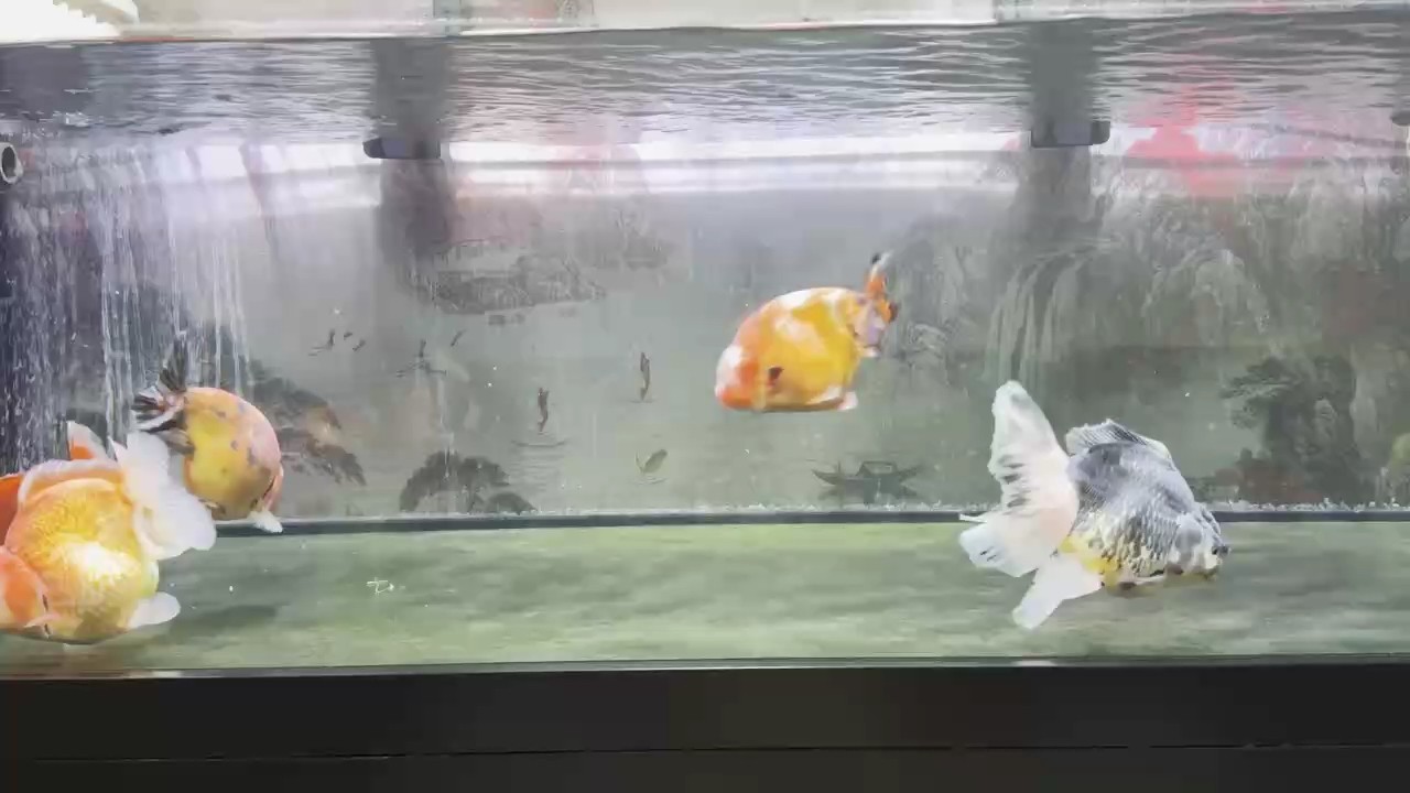 1500一缸，泰獅和蘭壽一起整缸出，懂得看品質，個人原因虧本出！！！只限北京<strong><mark>海淀</mark></strong>蘇州街自提！！！先到先得！