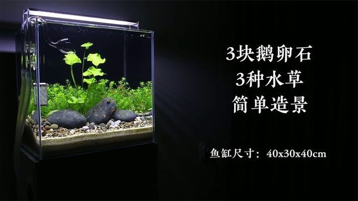 陽光照射魚缸水變熱怎么辦視頻
