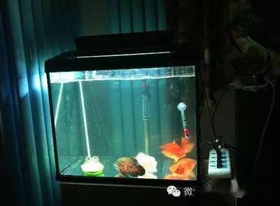 博特和特魚氏魚缸怎么樣（博特魚缸怎么樣?）