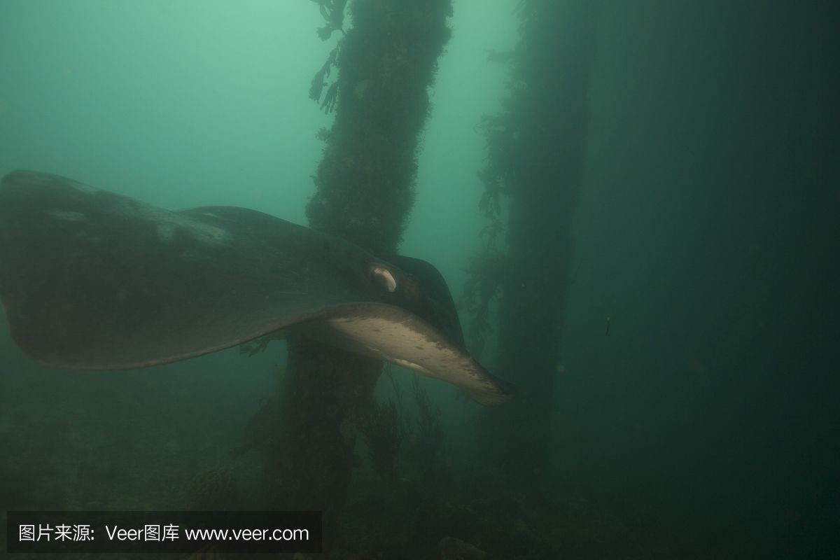 魟魚呼吸鰓不動是不是死了:\"魟魚呼吸鰓不動是不是死了 魟魚百科 第1張 魟魚呼吸鰓不動是不是死了:\"魟魚呼吸鰓不動是不是死了 魟魚呼吸鰓不動是不是死了:\"魟魚呼吸鰓不動是不是死了 魟魚百科 第1張
