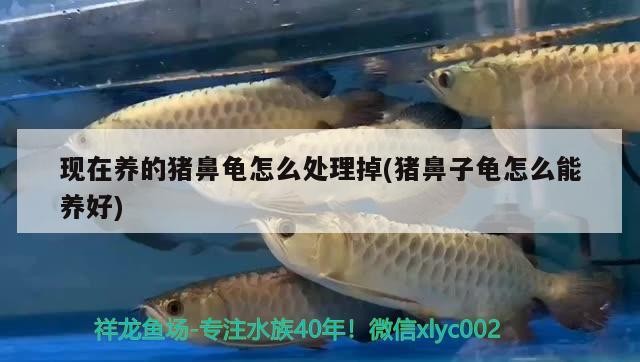 現(xiàn)在養(yǎng)的豬鼻龜怎么處理掉(豬鼻子龜怎么能養(yǎng)好) 現(xiàn)在養(yǎng)的豬鼻龜怎么處理掉(豬鼻子龜怎么能養(yǎng)好) 豬鼻龜百科