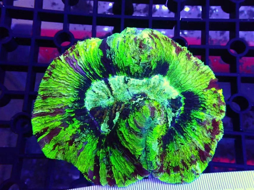 巴黎腦