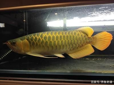 白鯊魚觀賞魚好養么視頻（淡水白鯊觀賞魚的特點和養護） 白鯊魚觀賞魚好養么視頻（淡水白鯊觀賞魚的特點和養護） 全國水族館企業名錄 第1張
