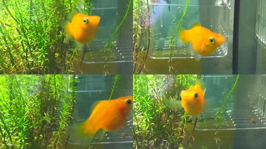 白鯊魚觀賞魚好養么視頻（淡水白鯊觀賞魚的特點和養護） 白鯊魚觀賞魚好養么視頻（淡水白鯊觀賞魚的特點和養護） 全國水族館企業名錄 第4張
