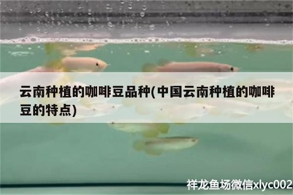 云南種植的咖啡豆品種(中國云南種植的咖啡豆的特點) 云南種植的咖啡豆品種(中國云南種植的咖啡豆的特點) 馬來西亞咖啡