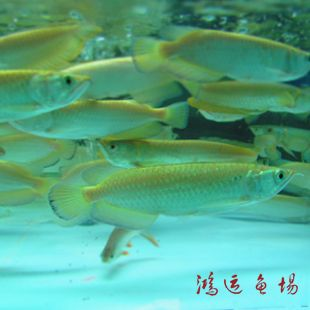 龍魚批發價格查詢表，一份龍魚批發價格查詢表