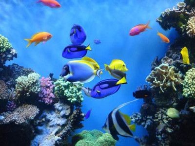 黃石水族館vs祥龍魚場（黃石水族館與祥龍魚場之間的關系）