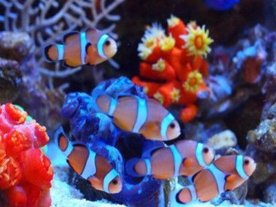 黃石水族館vs祥龍魚場（黃石水族館與祥龍魚場之間的關系）
