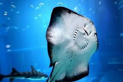 黃石水族館vs祥龍魚場（黃石水族館與祥龍魚場之間的關系）