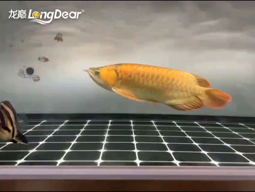 轉發535