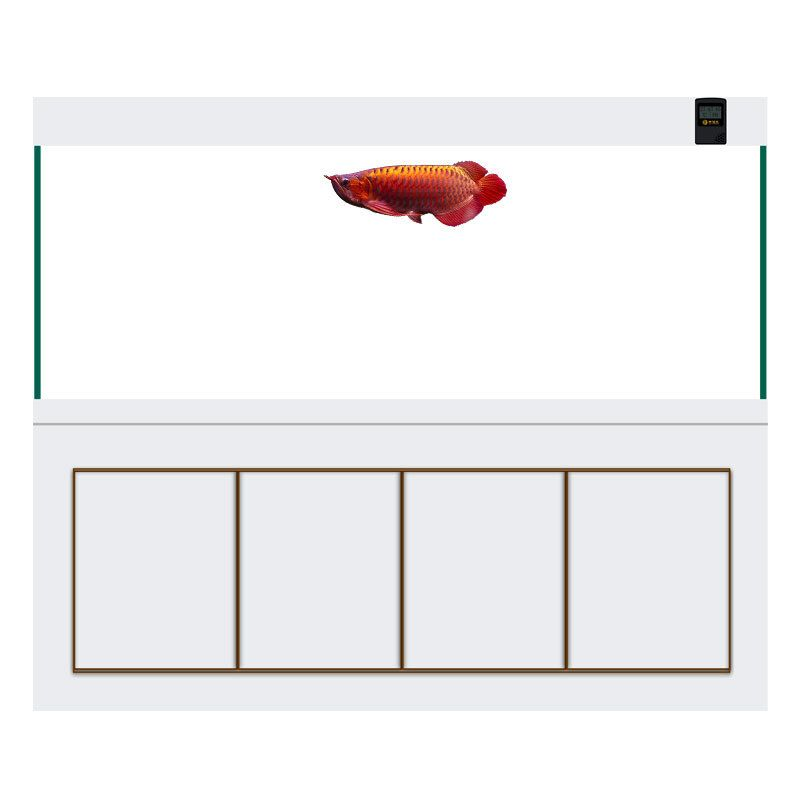 魟魚生下來多大：魟魚出生時的大小并不統一，飼養者需要注意幾個關鍵因素