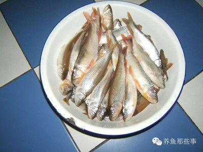 魟魚(yú)喂食單一：關(guān)于魟魚(yú)喂食的一些關(guān)鍵信息