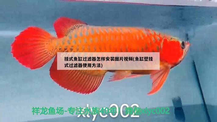 鸚鵡魚和銀龍魚混養怎樣喂食 創寧水泵廠家地址電話號碼(創寧水泵廠家地址電話號碼查詢) 創寧水族 創寧水泵廠家地址電話號碼(創寧水泵廠家地址電話號碼查詢) 創寧水泵廠家地址電話號碼(創寧水泵廠家地址電話號碼查詢) 創寧水族