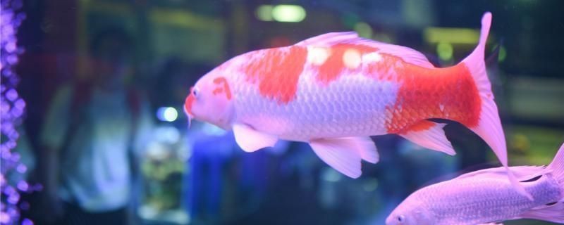 龍魚水霉菌怎么治療？vs祥龍魚場：龍魚身上長霉菌怎么辦