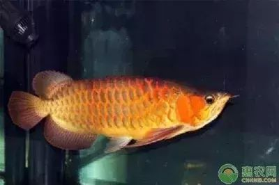 龍魚尾巴上有紅點是怎么回事vs祥龍魚場：龍魚尾上有紅點是怎么回事 龍魚尾巴上有紅點是怎么回事vs祥龍魚場：龍魚尾上有紅點是怎么回事 vs祥龍魚場 第10張
