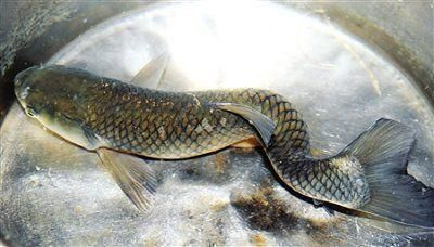 龍魚尾巴長毛是怎么了回事vs祥龍魚場：龍魚尾巴長毛是怎么回事 龍魚尾巴長毛是怎么了回事vs祥龍魚場：龍魚尾巴長毛是怎么回事 vs祥龍魚場 第1張