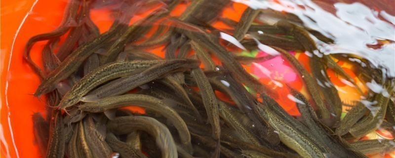 龍魚喂泥鰍的好處vs祥龍魚場：泥鰍對龍魚健康影響