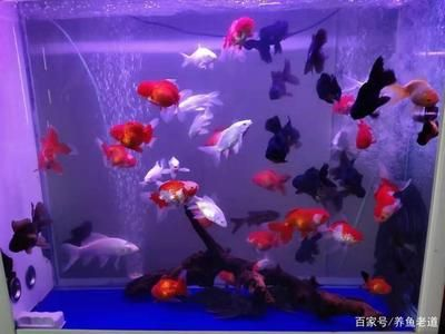 大魚缸觀賞魚排行榜前十名：大型觀賞魚的飼養方式 大魚缸觀賞魚排行榜前十名：大型觀賞魚的飼養方式 魚缸百科 第3張