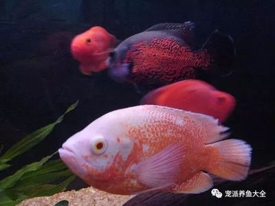 大魚缸觀賞魚排行榜前十名：大型觀賞魚的飼養方式 大魚缸觀賞魚排行榜前十名：大型觀賞魚的飼養方式 魚缸百科 第4張